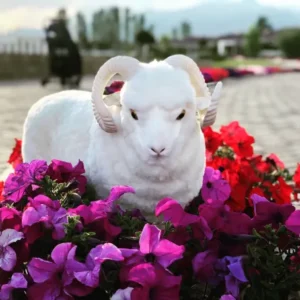 Merino Organic CoCo